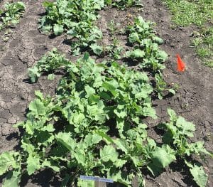 This canolaPalooza plot shows damage from seed-placed MAP at 15 lb./ac., something most people would not expect to see. SBU is 4%. Credit: Warren Ward