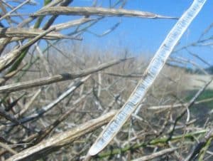 Standing canola not harvested in a timely fashion can shell out.