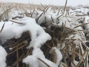 Snow on canola swaths in Saskatchewan. October 5, 2016. Credit: Ian Epp