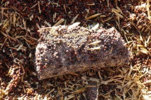 A clump of spoiled canola from the U of M's bag storage study. This canola went into the bag at 12% moisture. Credit: Angela Brackenreed