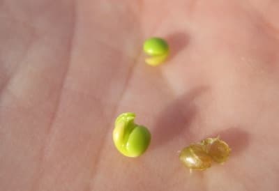 Sprouted canola seed.