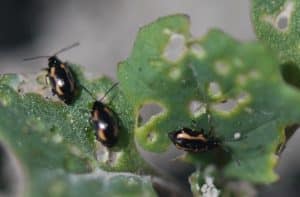 Striped flea beetles. Credit: Denis Pageau, AAFC