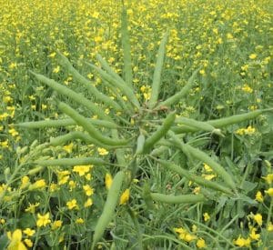 Swede midge larvae feeding at the bud can stop stem elongation and leave pods in a cluster. Source: Owen Olfert