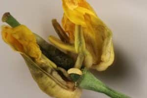 Swede midge larva in canola flower bud. Credit: Tyler Wist