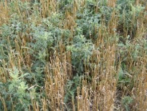 Thistle in stubble