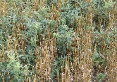Thistle in stubble