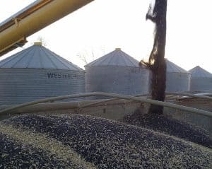 Moving canola from one bin to another is a good chance to cool it off, break up any potential hot spots and give the grain a good inspection.