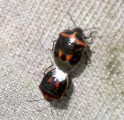 Twice-stabble stinkbug. Source: Mike Dolinski