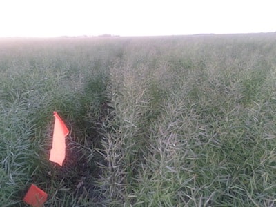August 10, the high nitrogen plot appears to be a couple days later.