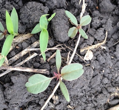 Redroot pigweed and green foxtail.