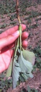 Root Rot on Canola