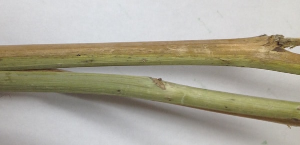 Verticillium stripe in canola. Credit: MAFRD