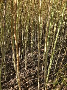 Verticillium stripe in a canola field. Photo credit: Justine Cornelsen