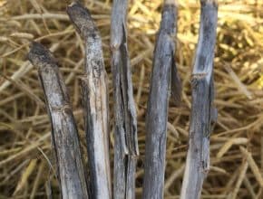 Late season verticillium stripe symptoms: Peeling outer layer of skin with tiny black specks called microsclerotia.