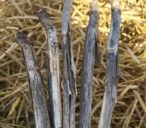 Late season verticillium stripe symptoms: Peeling outer layer of skin with tiny black specks called microsclerotia.