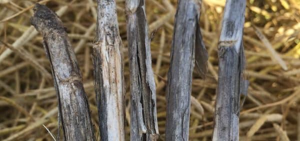 Late season verticillium stripe symptoms: Peeling outer layer of skin with tiny black specks called microsclerotia.