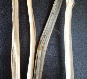 Close up of grey stem-infected stems. Credit: Vikram Bisht, Manitoba Agriculture