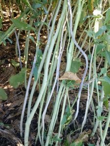 Verticillium infected stems. Credit: Vikram Bisht, Manitoba Agriculture