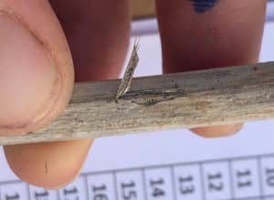 Verticillium stripe on canola stems with peeling skin and microsclerotia underneath.