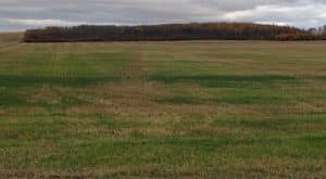 This photo of volunteer wheat germinating shows gaps where the spread width of the combine didn't match the cut width.