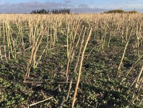 volunteer canola