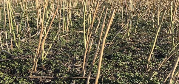 volunteer canola