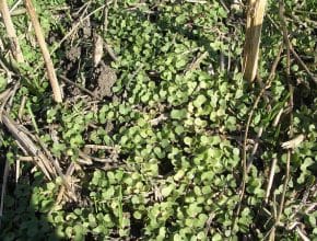 volunteer canola