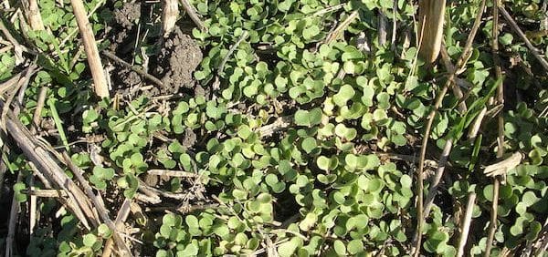 volunteer canola