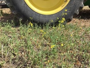 volunteer canola