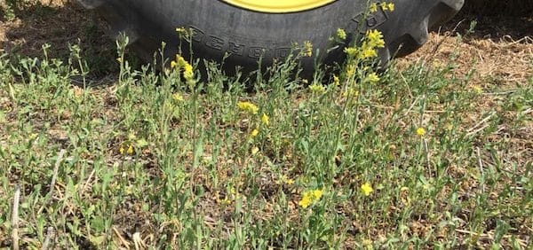 volunteer canola