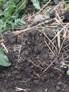 This field is seeded, as you can tell by the seeds sitting on the surface, but it faces pretty still weed competition. A pre-seed burnoff would have been preferable in this situation.