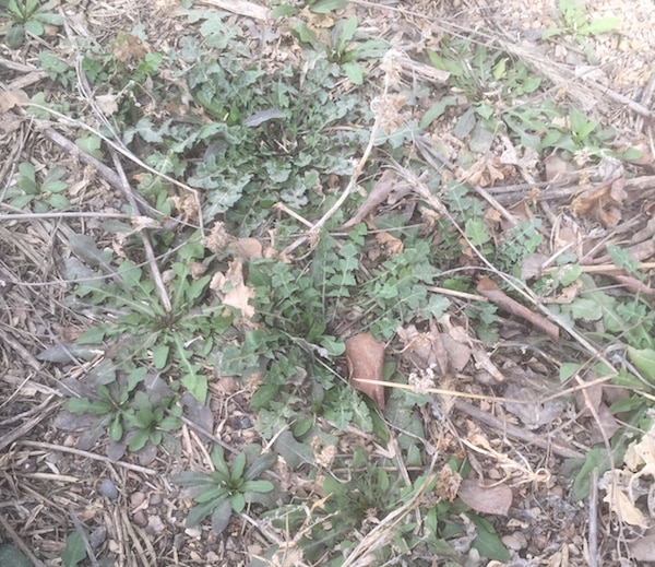 Weeds_spring_Epp_600