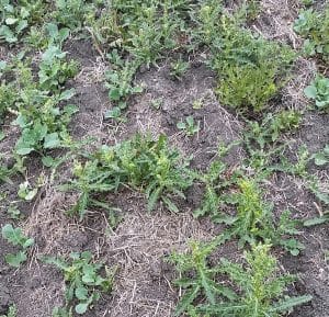 This article includes tips on how to control Canada thistle in canola. Credit: Nicole Philp