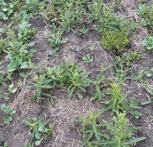 Weedy canola thistles Nicole Philp