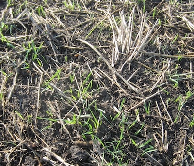Wild oats and other weeds are coming up thick this week. Source: Anastasia Kubinec, MAFRD