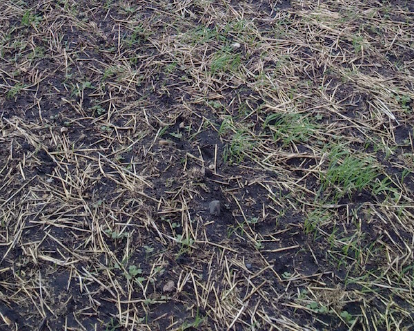 Wild oats are ahead of canola in this field. Credit: Angela Brackenreed