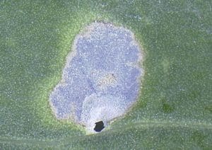 Window paning of leaves caused by diamondback larvae. Credit: Janet Knodel, NDSU