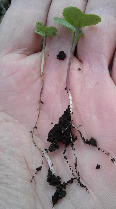 The long hypocotyl suggests this canola was seeded much too deep. Rhizoctonia infected the stem.