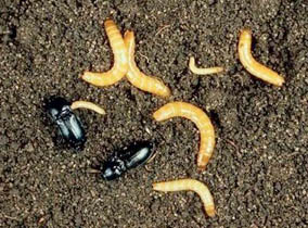 Wireworms and their adult form, click beetles. Source: Scott Hartley, SMA