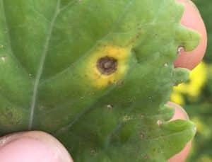 Alternaria black spot lesion. Credit: Justine Cornelsen