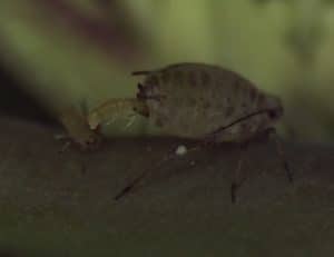 Aphid giving birth.