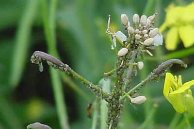 aphids_redvers1_opt