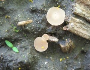 Sclerotinia apothecia. Source: Faye Dokken-Bouchard, Saskatchewan Ministry of Agriculture