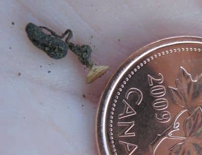 Sclerotinia apothecia are quite small. Source: Faye Dokken-Bouchard, Saskatchewan Ministry of Agriculture