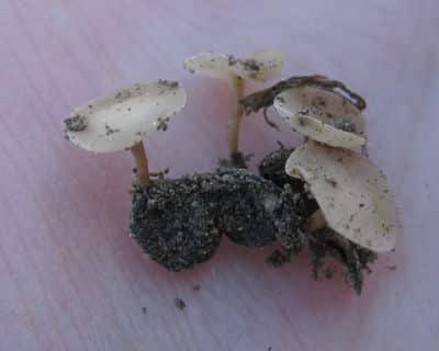 apothecia cropped Dokken-Bouchard_opt