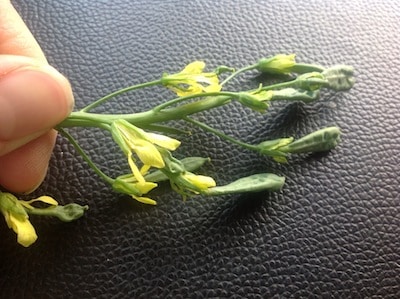 aster yellows disease in canola