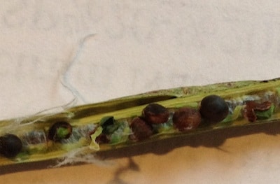 Aster yellows can cause precocious germination in canola pods