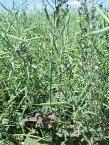 Stress from aster yellows can lead to purpling, as shown in this plant. Late or mild aster yellows infections may produce purpling even without the typical misshapen pods.