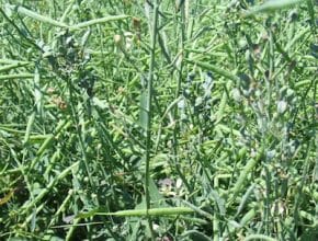 Purpling caused by aster yellows disease in canola