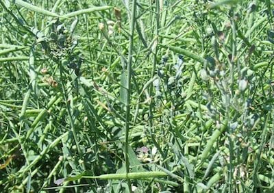 Purpling caused by aster yellows disease in canola